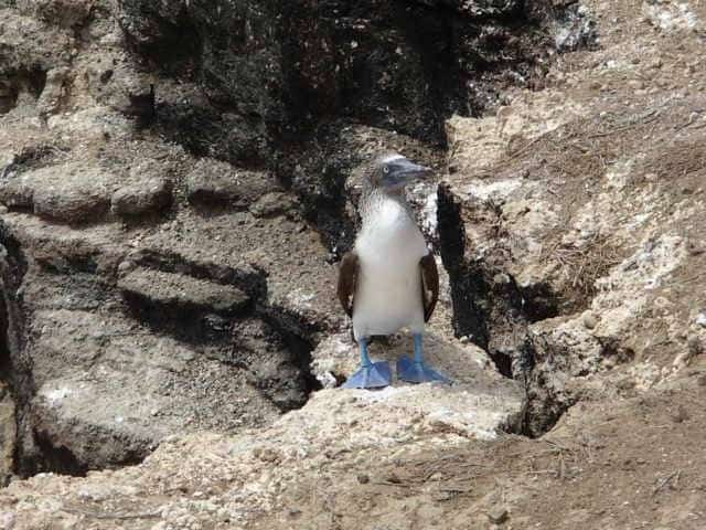 Blue Footed Booby.