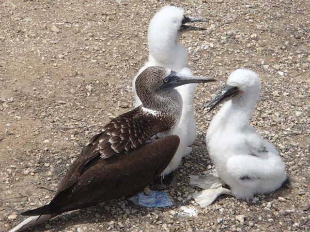 A family of boobys on Isla de la Plata, Ecuador. Aileen Friedman photos.