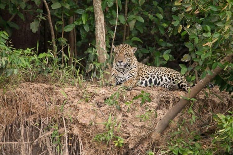 Jaguar in the Pantanal. Lauren Hefferon Photos