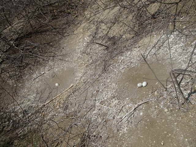 Booby eggs unprotected on the ground.