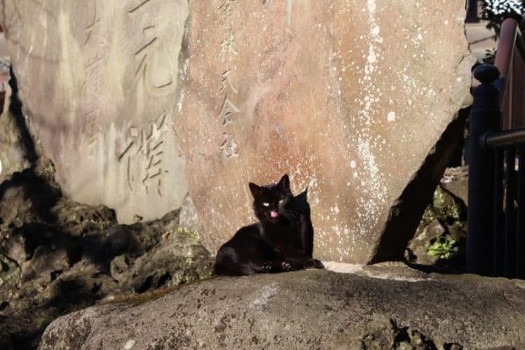 A cat enjoying the sun at the temple.