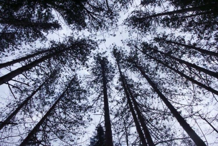 A conifer cathedral in the vast Adirondack Park.