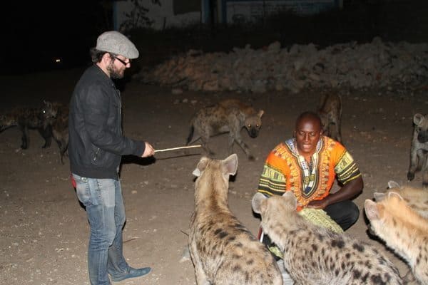 Hyenas are the main attraction at nightfall in Harar, Ethiopia.