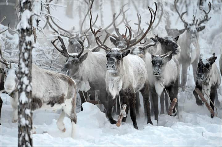 A herd of Reindeer Running.