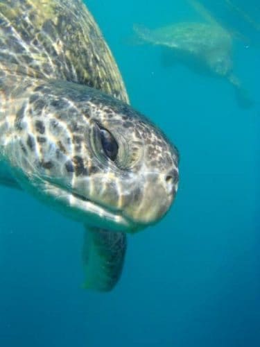 An underwater turtle on Isla de la Plata, Ecuador.