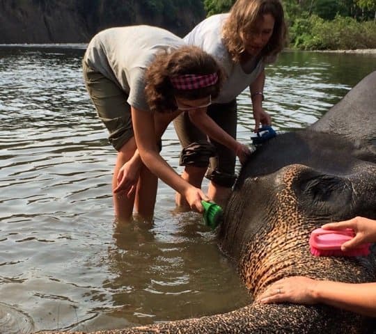Scrubbing our elephant.
