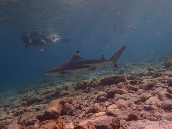 The first shark of the morning came straight at us, but it was all very calm to come. Swimming with sharks in Thailand.