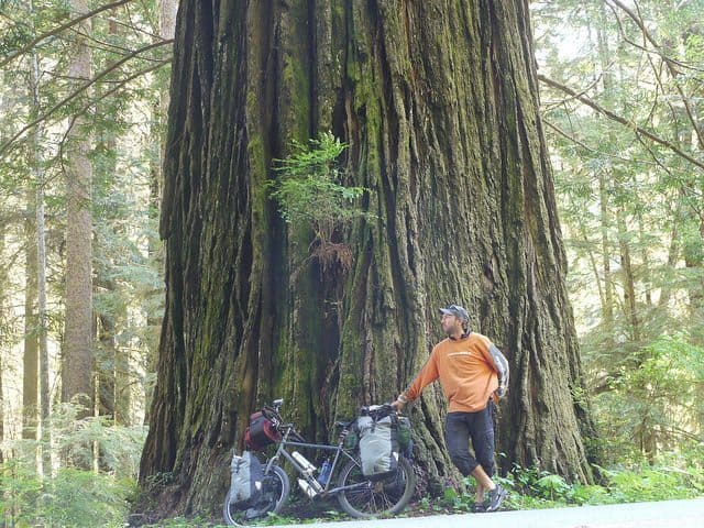 A stop in the redwood forest.