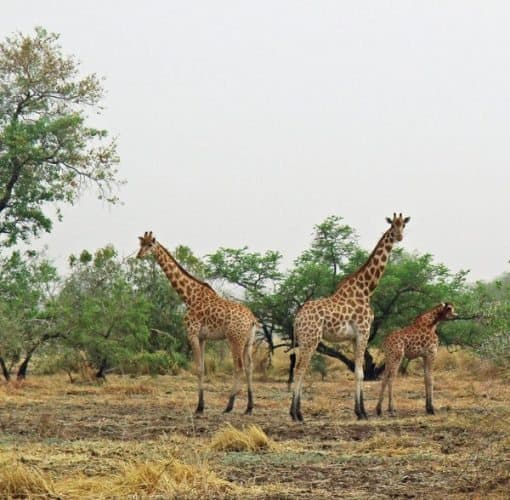 Kordofan giraffe on the savannah.