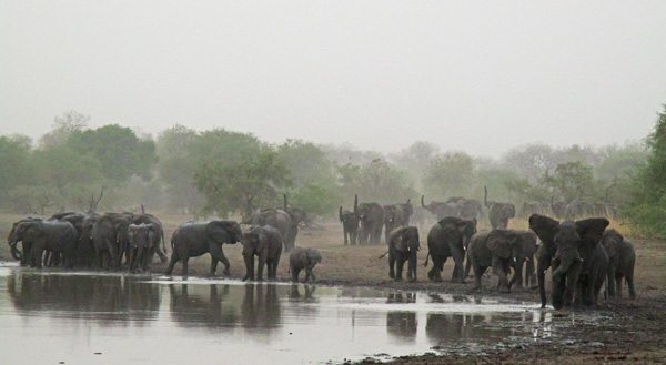 A herd of elephants.