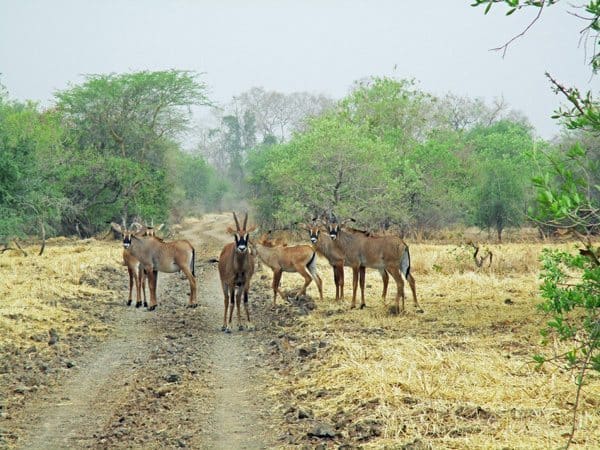 Wildebeasts in Chad. Susan McKee photos.