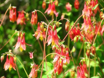 Wild flowers, like these columbines, line the Glacial Drumlin.