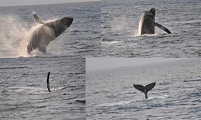 Humpback whales in Alaska. Photos by Nancy Mueller.