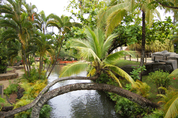 The famous palm tree at the Polynesian Cultural Center