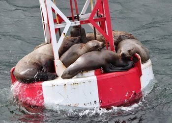Sea lions sleeping on a buoy