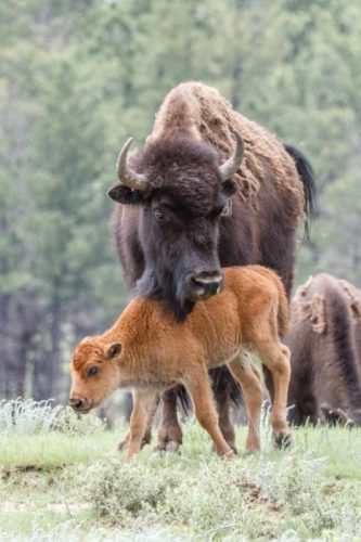 A bison and its calf at the New Mexico ranch.