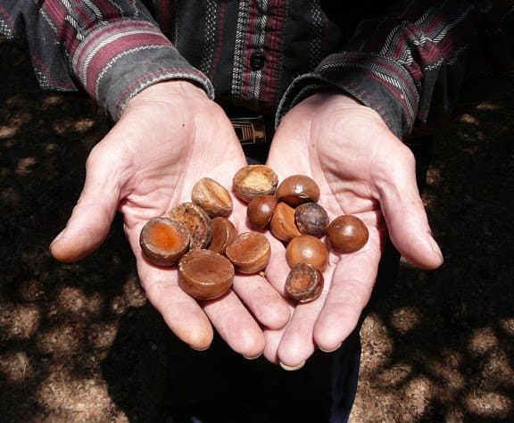 Lawrence Gottschamer shows the variety of sizes and colors of the macadamia nuts on his farm.