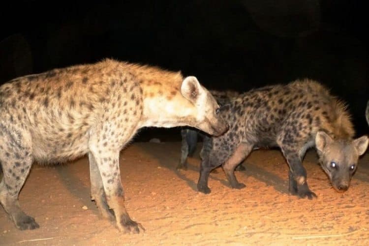 Hyenas are a common site at night in Ethiopia.