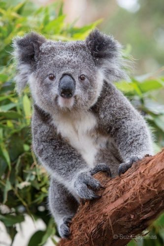 Cute Koala Sleeping Photo – Baby Animal Prints by Suzi