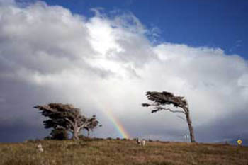 argentina trees