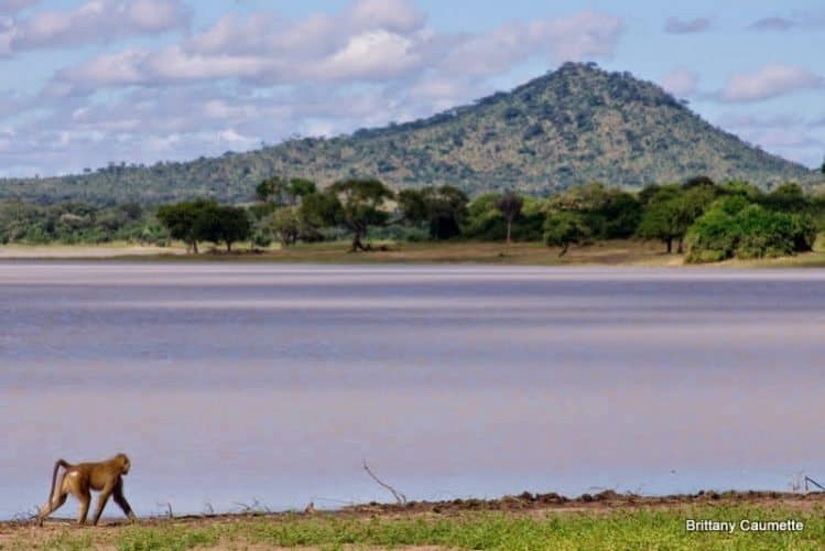 A lone baboon contours the edges of Lake Kazuni at Vwaza Marsh.