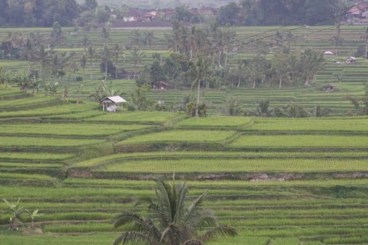 Terraced fields of rice in Bali. 