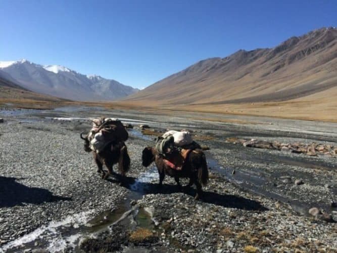 After the toughest day of the trek, the yaks recover with a short day near Nauabad, with a lot less food to carry as they near the end of the trek. 