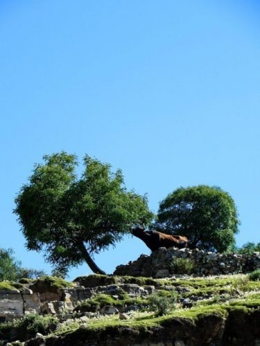 A bull having breakfast near the Maragua village.