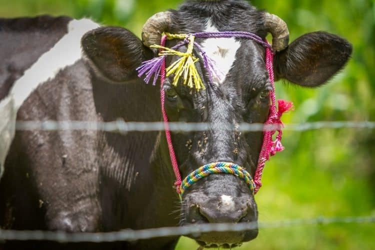 A milk cow with a bright bridle reflecting the colors of the Mayan ancestors.
