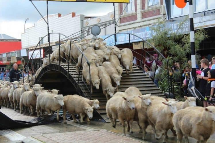 Hundreds of sheep parade down the main street of Te Kuiti, New Zealand. Adam McGhee photos.