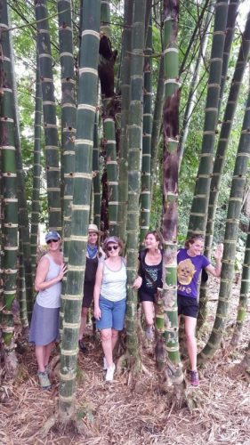 Making our way through the bamboo forest on the way to the village. Carol Antman photos