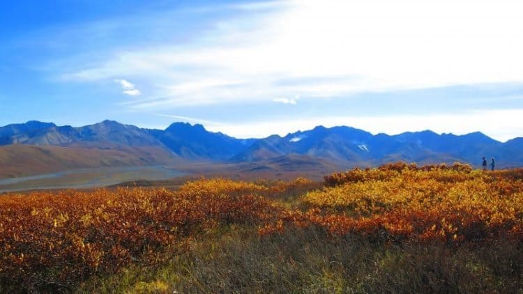 The Polychrome Overlook at mile 46 in Denali National Park (Photo by Shelley Seale)