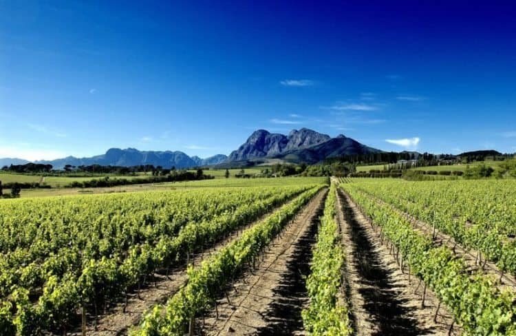 A vineyard in Paarl, South Africa, with the backdrop of the Drakensberg Mountains