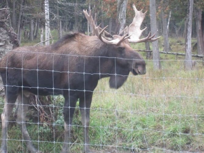 Parc Omega A One of a Kind Canadian Safari