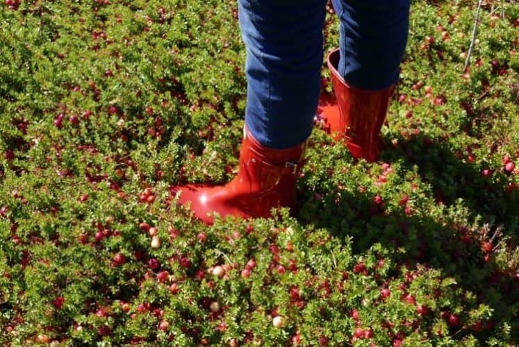 Cranberries are harvested both wet and dry.