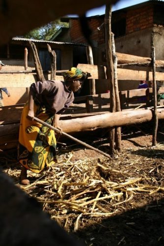 Tanzania villager doing farmwork.