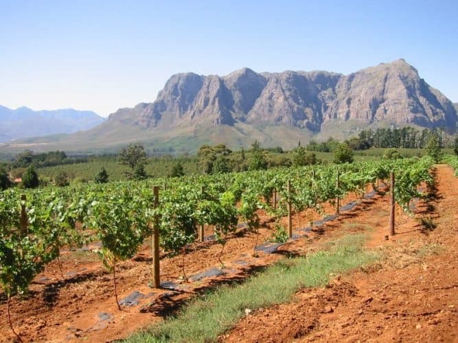 A Paarl vineyard, hunched over by the Drakenberg Mountains.