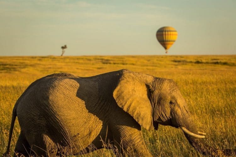 Hot air balloon safari. photo by Africa Tours