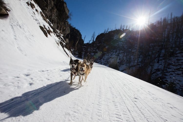 Chico hot hot sale springs dog sledding