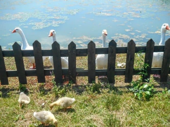 Geese and goslins waiting for a hand-out at the lake.