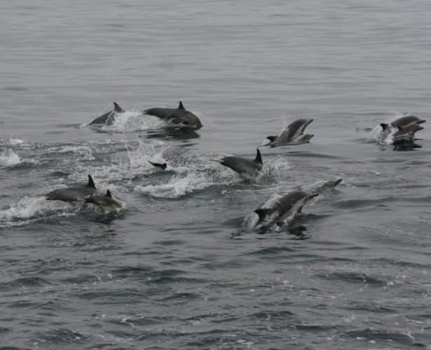 Schools of dolphins are common accompaniments to the ferry out to the Channel Islands.