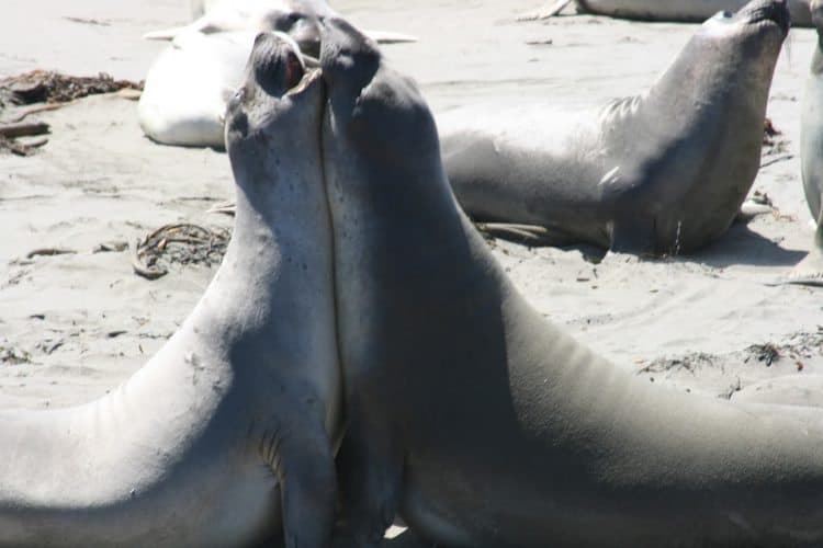 Elephant seals cavorting on the islands.