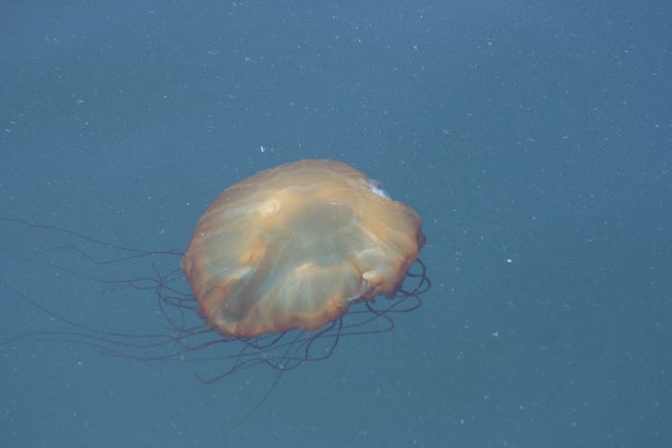 A floating jellyfish in the Channel Islands of California.