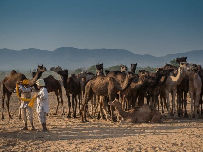 A sea of camels.