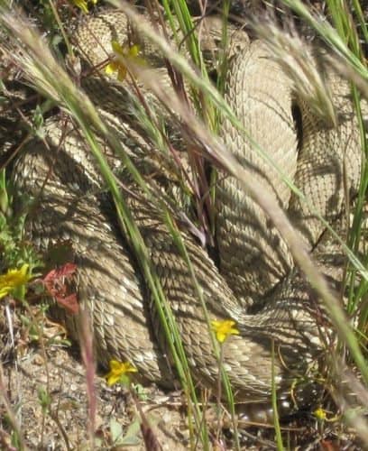 A rattlesnack hiding along the trail.