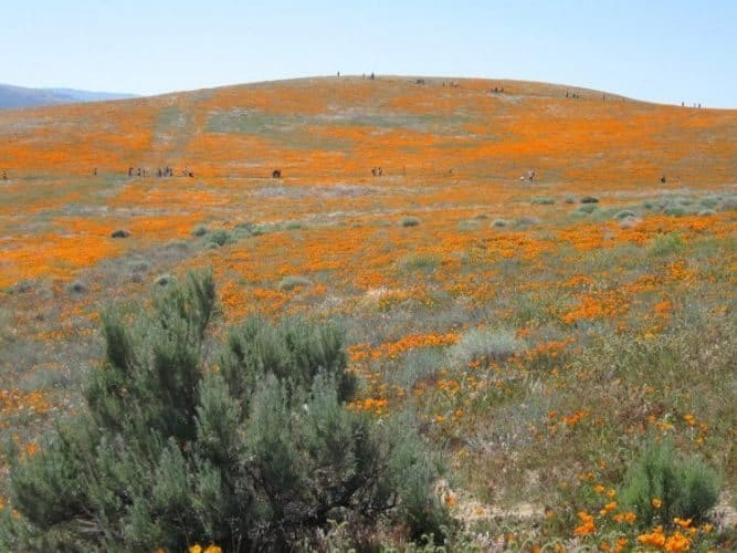 Plenty of poppies blooming in the fields.