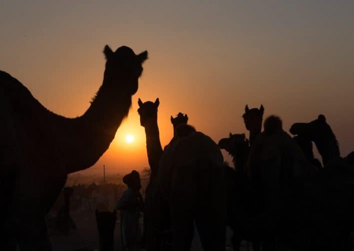 Camels in the setting sun at the end of another day at the Camel fair.