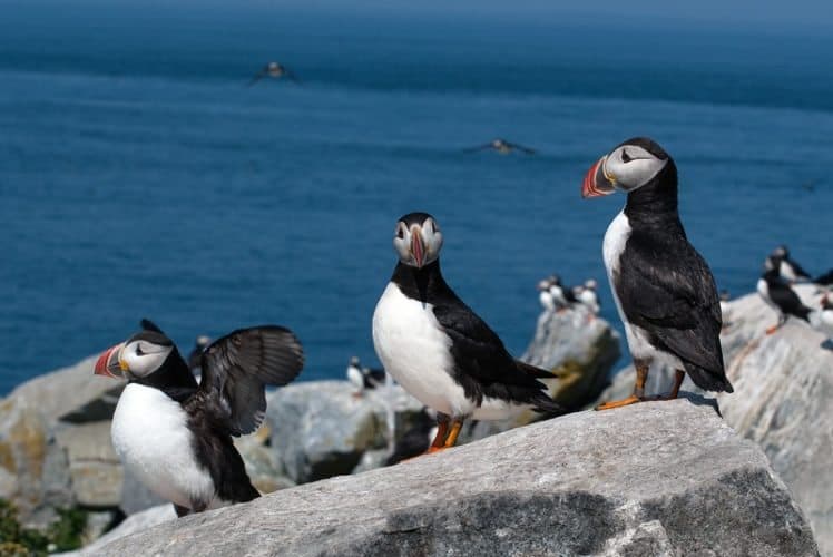  Close-up view of puffins on Machias Seal Island in Downeast Maine.