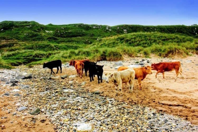 Cows on the beach at White Park Bay, outside of Belfast, Northern Ireland. 