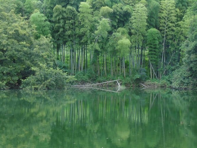 Shikoku hiking: Bamboo forest en route to Ishite-ji 51 near Shikoku island in Japan. Robin Kish photos.